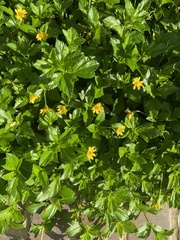 Sphagneticola trilobata