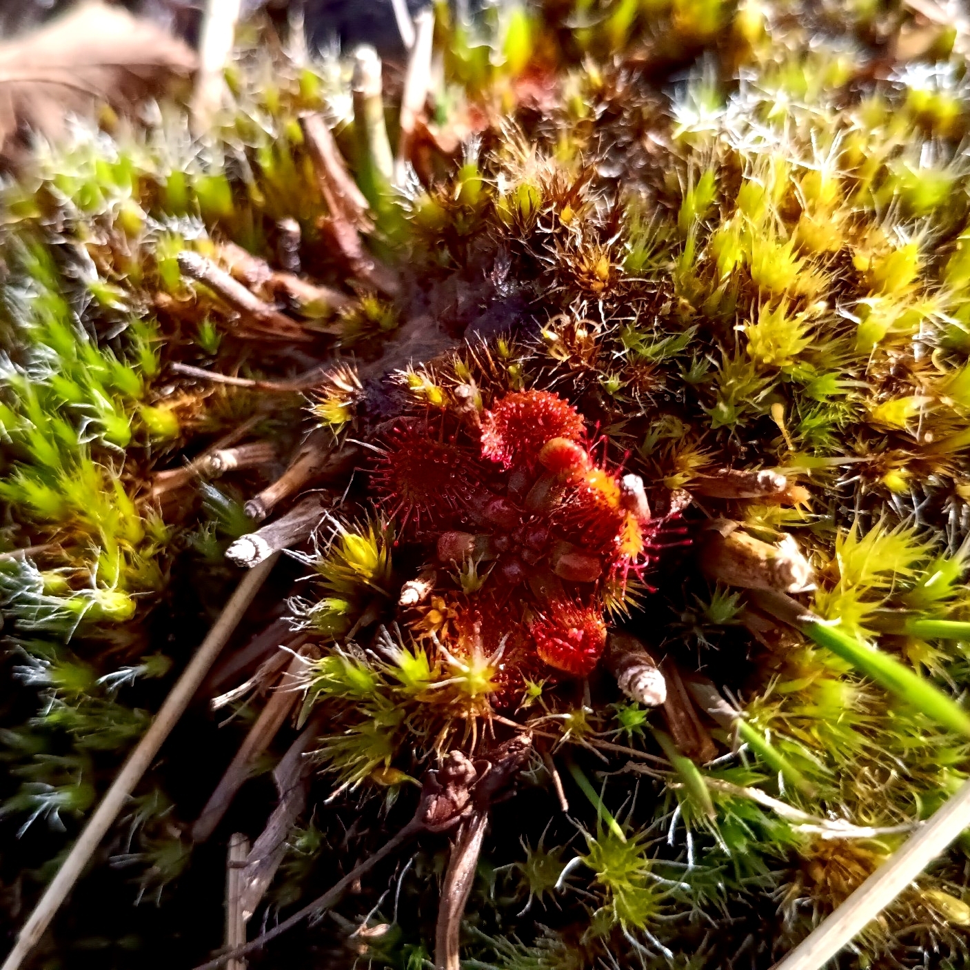 Round-Leaved Sundew (Drosera rotundifolia)
