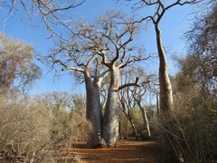 Adansonia