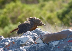 Monticola rupestris
