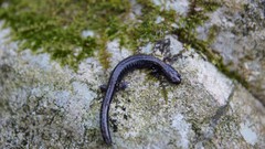 Plethodon richmondi