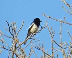 Copsychus albospecularis