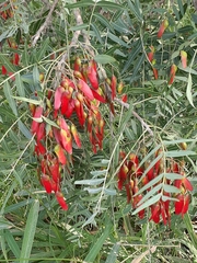 Schinopsis lorentzii