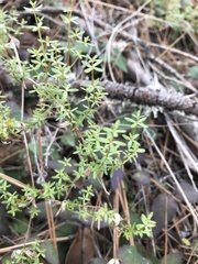 Galium bolanderi