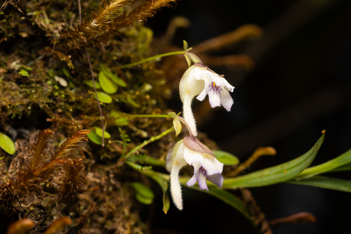 Jameson's utricularia (Utricularia jamesoniana)