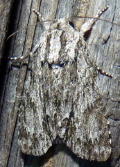 Acronicta longa