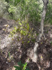 Muellerina celastroides