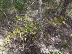 Muellerina celastroides