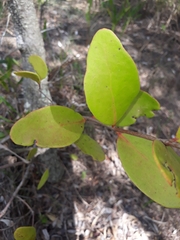 Muellerina celastroides