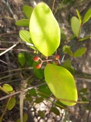 Muellerina celastroides