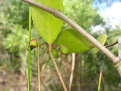 Muellerina celastroides