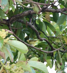 Setophaga petechia
