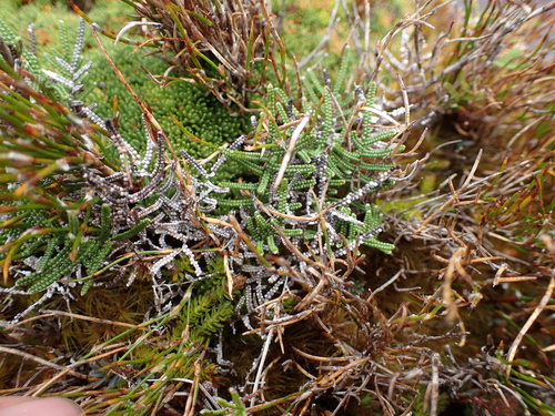 alpine coral-fern (Gleichenia alpina)