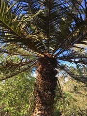 Cycas ophiolitica