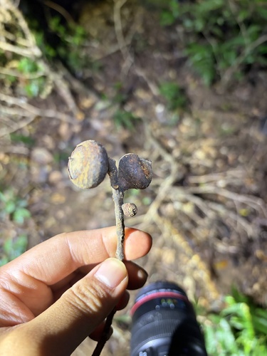 Lithocarpus shinsuiensis observed 2026-04-03
