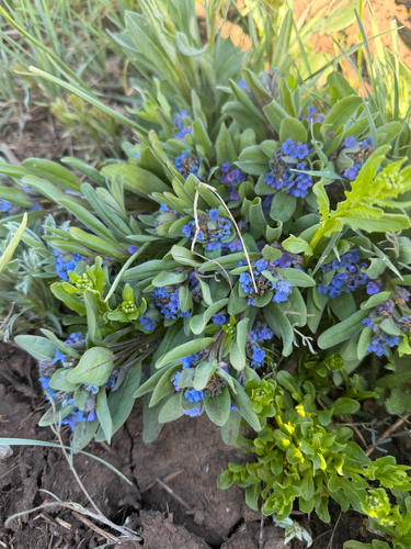 Shortstyle Bluebells (Mertensia brevistyla)