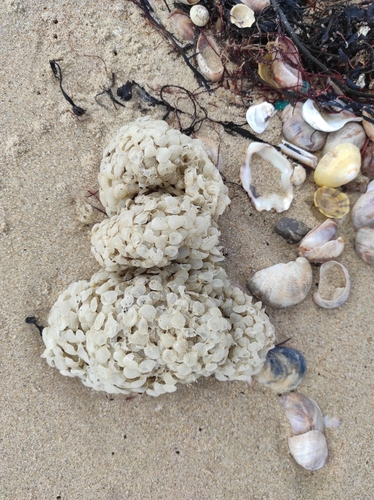 Buccinum undatum