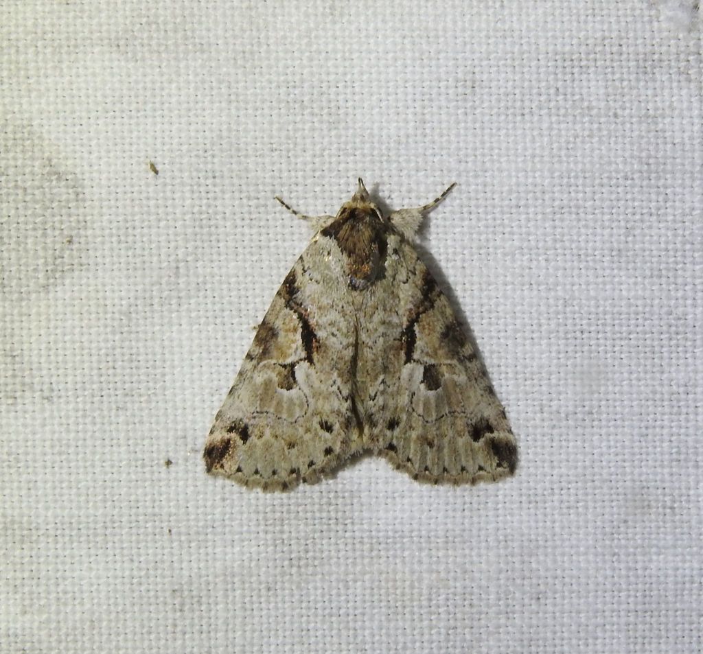 Alophosoma hypoxantha