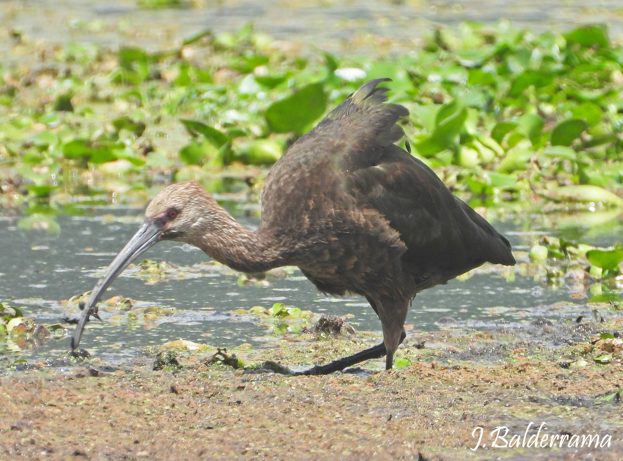Puna Ibis (Plegadis ridgwayi), photo 2