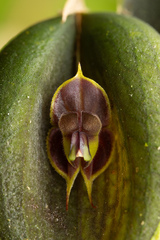 Lepanthes manabina, photograph (c) Daniel Mesa, some rights reserved (CC BY)