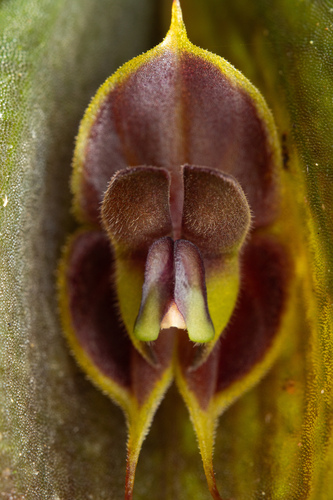 Lepanthes manabina, photograph 5