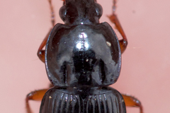 Pterostichus commutabilis