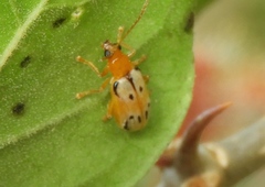 Diabrotica litterata