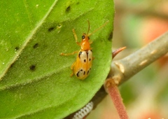 Diabrotica litterata