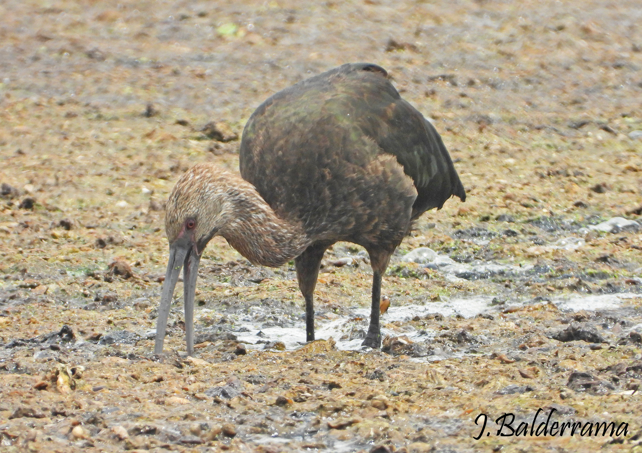 Puna Ibis (Plegadis ridgwayi), photo 4