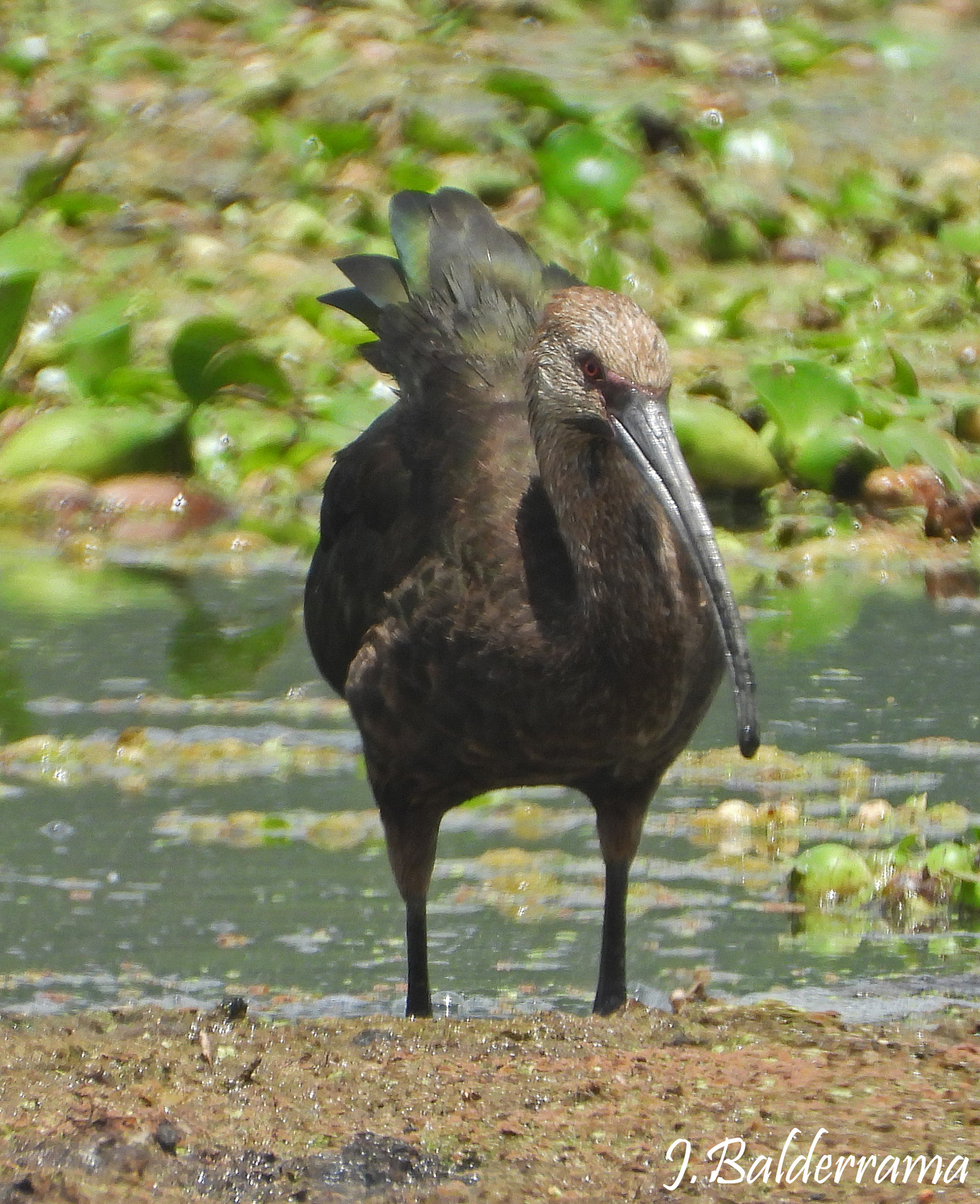 Puna Ibis (Plegadis ridgwayi), photo 3