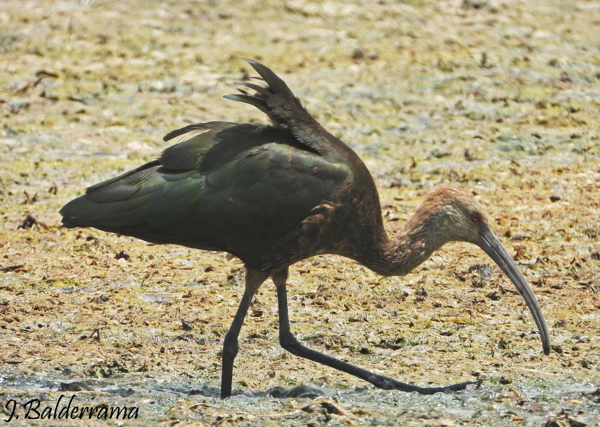 Puna Ibis (Plegadis ridgwayi), photo 5