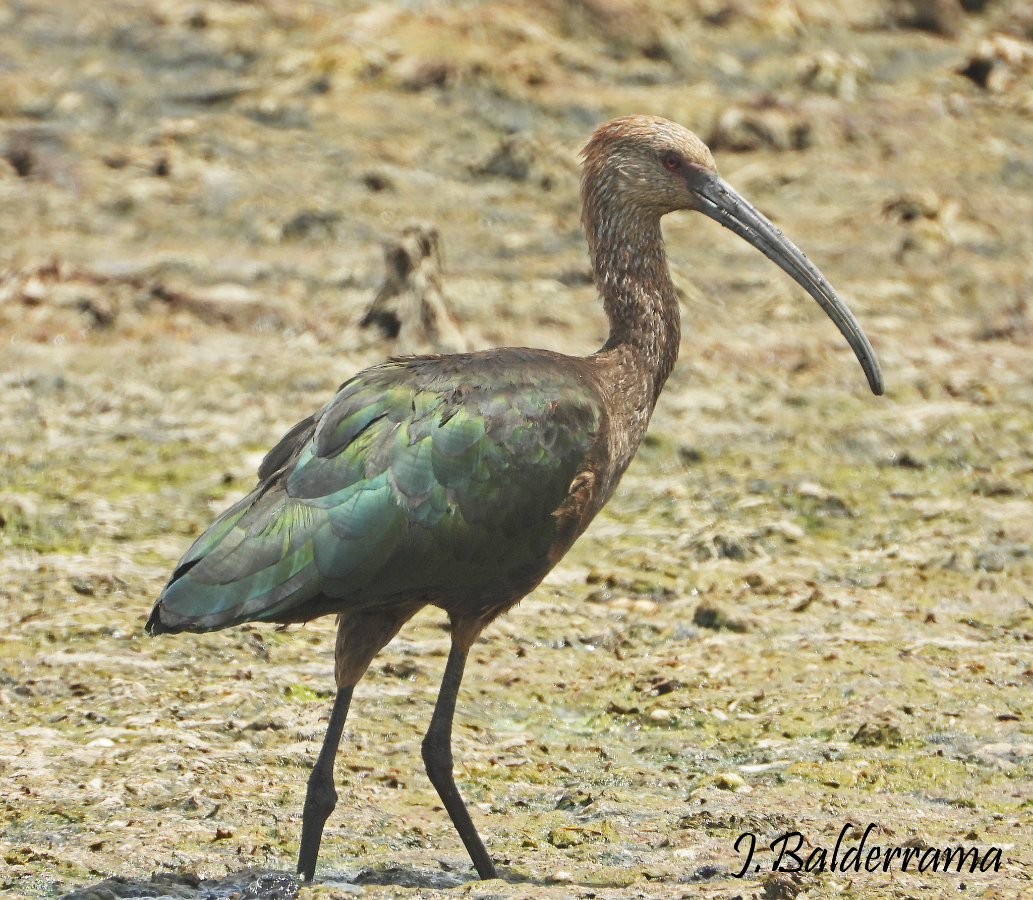 Puna Ibis (Plegadis ridgwayi), photo 6