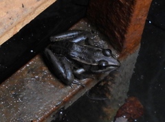 Lithobates magnaocularis