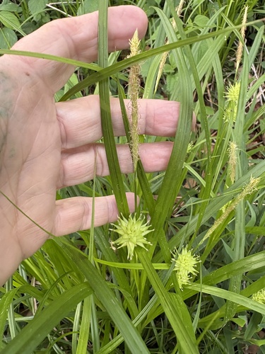 Gray's sedge (Carex grayi)