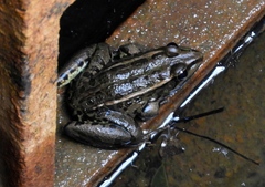 Lithobates magnaocularis