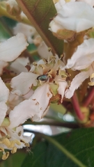 Dilophus occipitalis