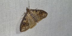 Palpita aenescentalis