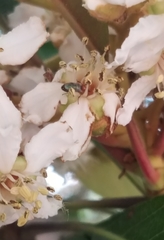 Dilophus occipitalis