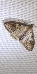 Palpita aenescentalis