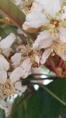 Dilophus occipitalis