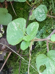 Peperomia hispiduliformis