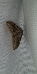 Palpita aenescentalis