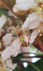 Dilophus occipitalis