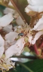 Dilophus occipitalis