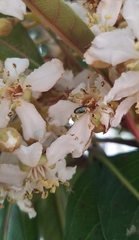 Dilophus occipitalis