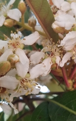 Dilophus occipitalis