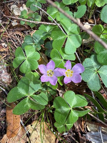 Redwood Sorrel (Oxalis smalliana)