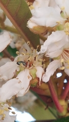 Dilophus occipitalis