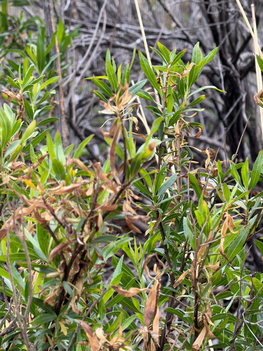 mule fat (Baccharis salicifolia)