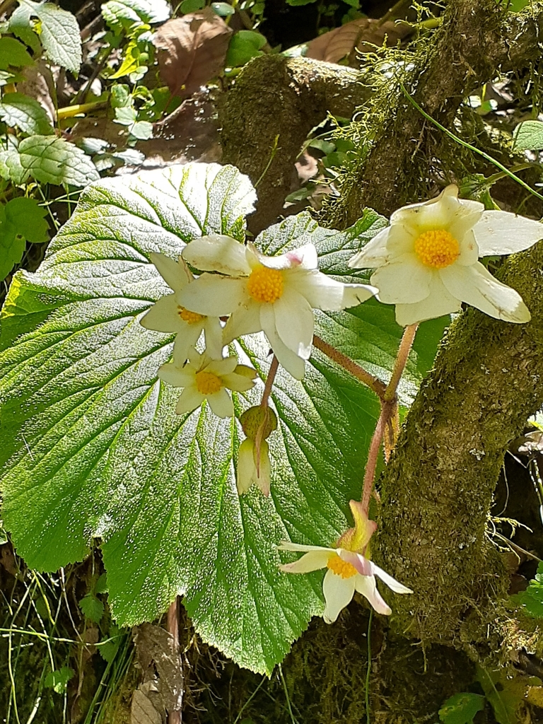 Begonia rubricaulis